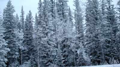 If I could pick any
Christmas tree in the world, - A Home for the Holidays