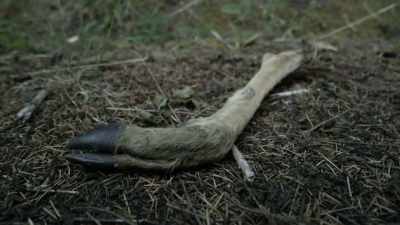 If I give you some coordinates
could you guys make your way
up here, - Expedition Bigfoot