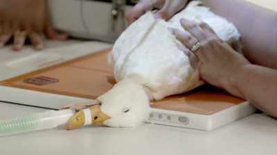 If it is affecting the bone, - Secrets of the Zoo