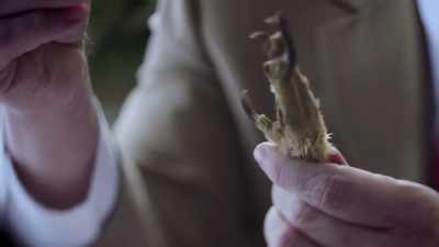 If it was done by
bird it doesn't meet - An American Murder Mystery: The Staircase