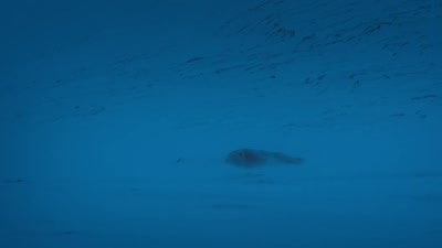 'If it even survives that long. - A Year on Planet Earth