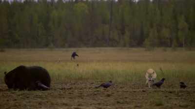 If it's a pack,
the wolves may win the day. - Wild Nordic
