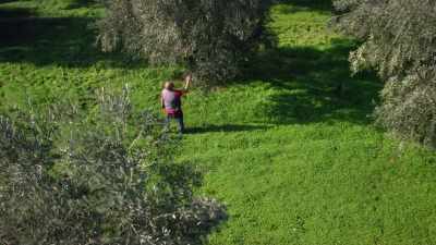If it's black and too mature,
the olive is not good. - Europe From Above