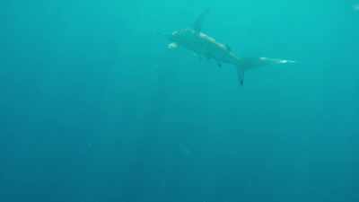 If you just keep by the
boat for a few minutes or so, - Sharkwater Extinction
