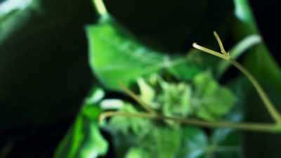 If just one hook gets a grip, - The Green Planet
