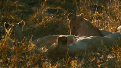 If Kali doesn't eat soon,
it's hunger that will take them. - Serengeti