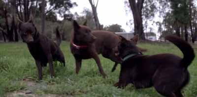 If we keep a dog, then
it never leaves our place. - Koko: A Red Dog Story
