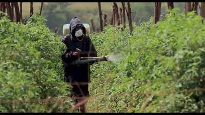 If you keep dumping the fungicides,
you keep dumping the herbicide, - Kiss the Ground