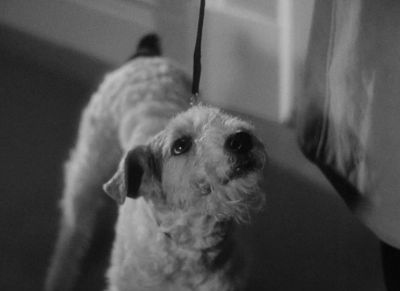 If you let anything happen to him you'll never wag that tail again - The Thin Man