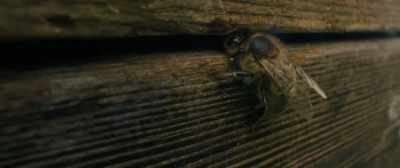If you listen carefully enough, - Tell It to the Bees