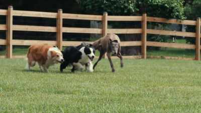 If you look at a greyhound,
compared to other breeds, - Inside the Mind of a Dog