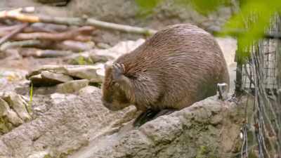 If you look at beavers, - Secrets of the Zoo