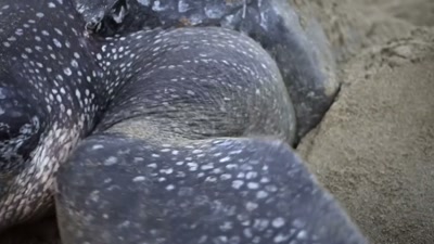 If you look at
the front-left flipper, - A Year on Planet Earth