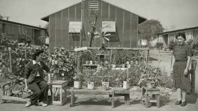 If you look at those
little bonsai plants, - Trees and Other Entanglements