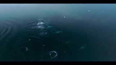 If they lose their ability
to hunt like this, - Our Oceans