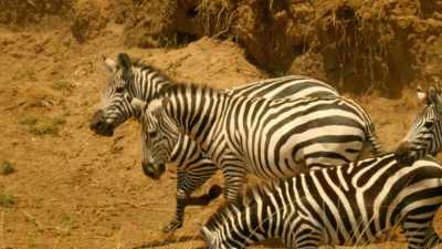 If he loses, - Serengeti