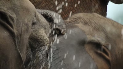 If we love them,
we should keep those animals - A Year on Planet Earth