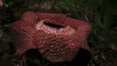 If this male rafflesia's
strategy is to work, - The Green Planet