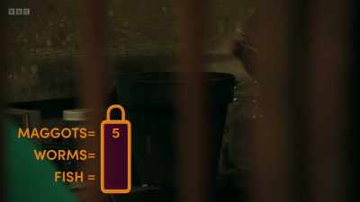 If you manage to escape
the cabin within 30 minutes, - The Traitors