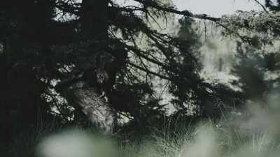 If Mel had wandered,
maybe shot an elk, - Missing 411: The Hunted