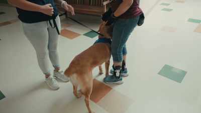 If Nemo
can't control his barking, - Inside the Mind of a Dog