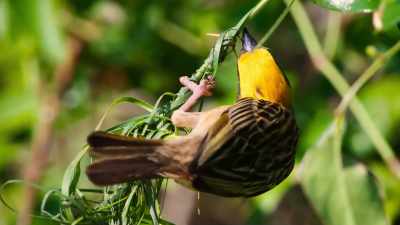 If his nest is to survive,
he'll need a solid foundation. - The Secret Lives of Animals