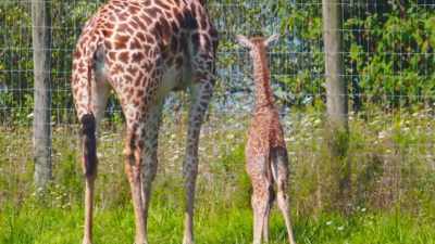 If one of these things
doesn't happen, - Secrets of the Zoo