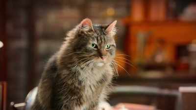If only it would keep
those evil witches from popping in on me - Scaredy Cats