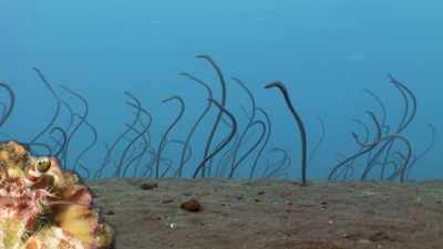 If you pass the wacky waving garden eels, - Absurd Planet