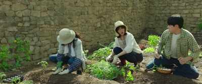 If you plant 'em like this,
they'll get tangled up! - Little Forest