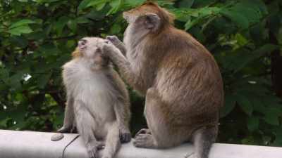 If plants and animals
can communicate - Superhuman: The Invisible Made Visible