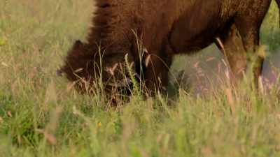 If it rained, these become
shallow little ponds and pools. - The American Buffalo
