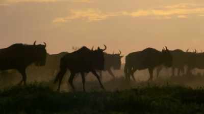 If rainfall is more predictable
and certain, - Our Planet