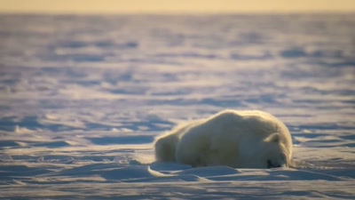 'If he remembers
what his mother taught him, - A Year on Planet Earth