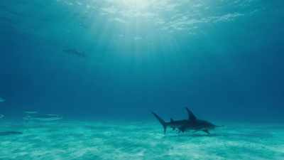 If you remove once species, the consequences
ripple through entire ecosystems. - Sharkwater Extinction