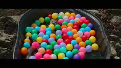 If she
had a family, - Billy & Molly: An Otter Love Story