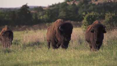 If she had seen their return, - The American Buffalo