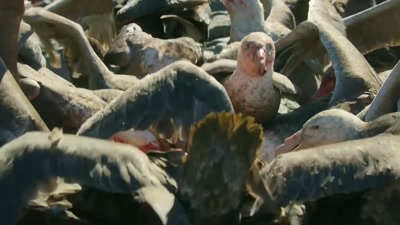 '..if she's to survive
the voracious predators... - A Year on Planet Earth