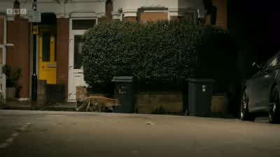 If she's to keep her home, she'll have to fight. - Wild London