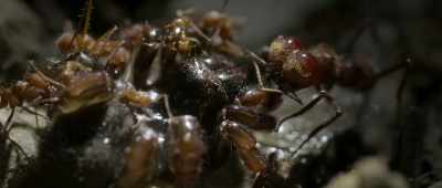If something disturbs the colony, - Alien Worlds