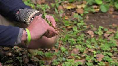 If you sort of rub the root,
to break it a bit, - Extraordinary Escapes with Sandi Toksvig