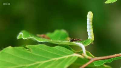 If they stay still, the ants might
march on by. - Wild Isles