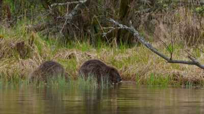 If they stop chewing, - Wild Nordic