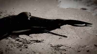 If this strategy works, could
it become common behavior? - Shark Attack Files