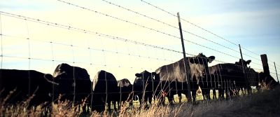 If you take those externalized costs which are about 414 billion - Cowspiracy: The Sustainability Secret