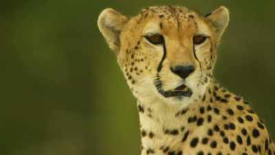 If she takes smaller prey,
she's less likely to be noticed. - Serengeti
