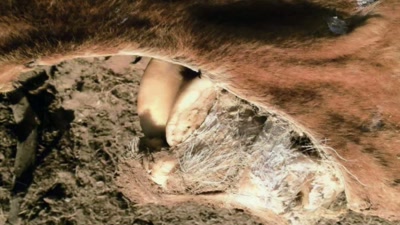 If that were an animal cut, - Beyond Skinwalker Ranch