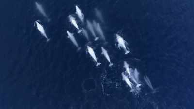 "If the belugas don't adopt him,
he won't learn how to hunt here." - Secrets of the Whales