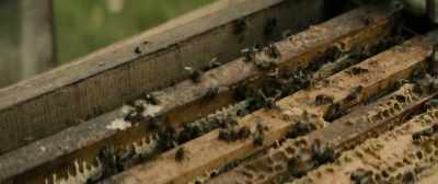If the colony gets too big, - Tell It to the Bees