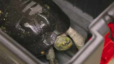 If the eggs are potted and safe, - Secrets of the Zoo